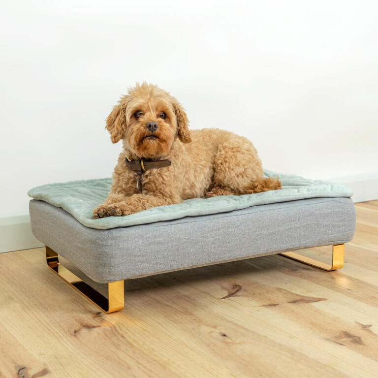 dog bed with feet