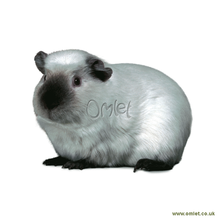 Agouti guinea store pig for sale