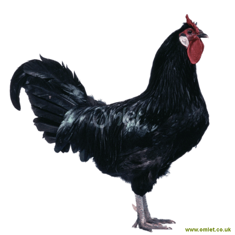 La Fleche Chickens La Fleche For Sale Chicken Breeds