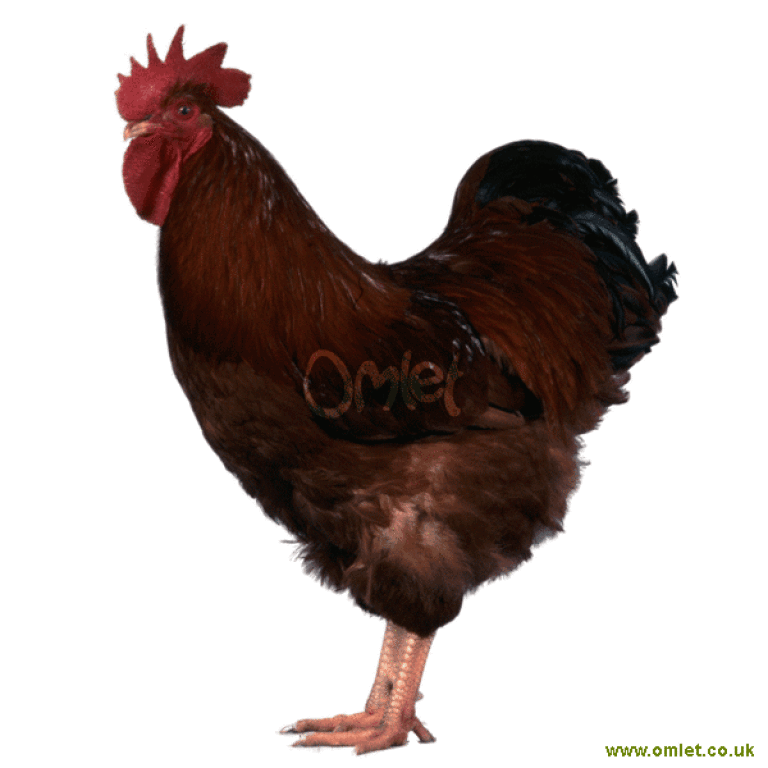 New jersey sale red chickens