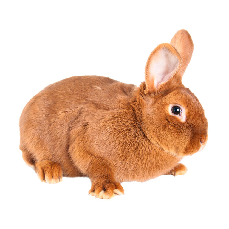 new zealand red for sale rabbits