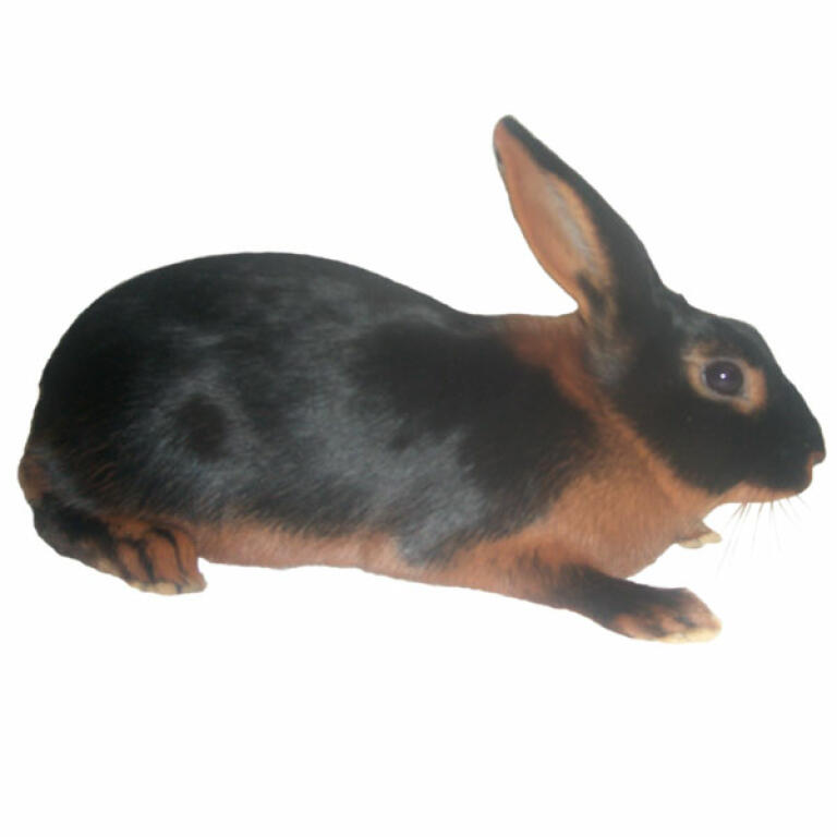 Tan rabbit best sale