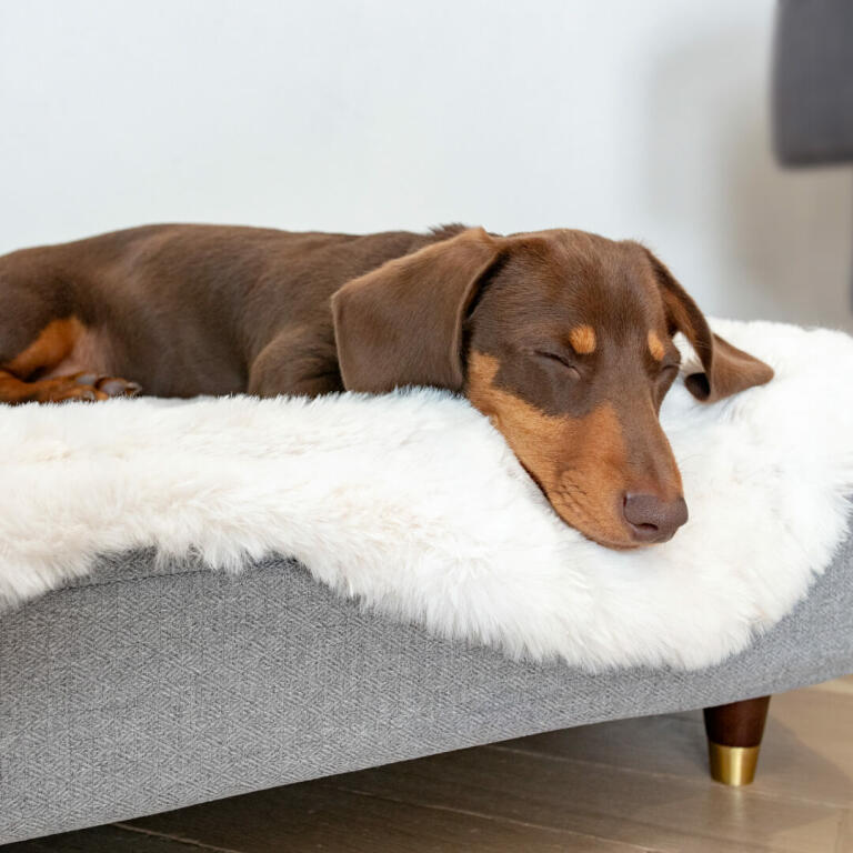 the range pet beds