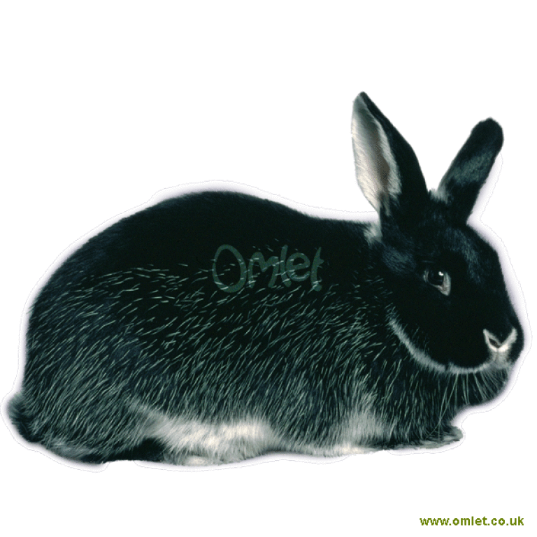 Silver Fox Rabbits Silver Fox For Sale Rabbit Breeds