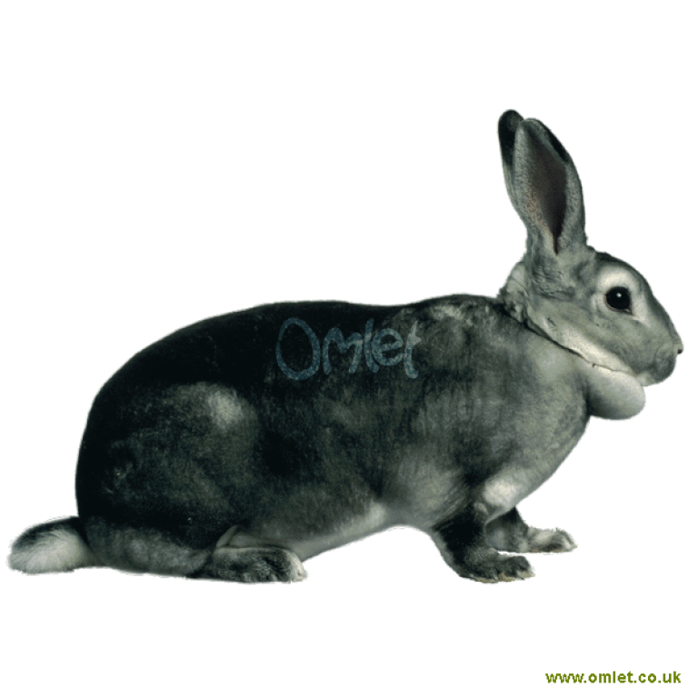 Rex online chinchilla rabbit