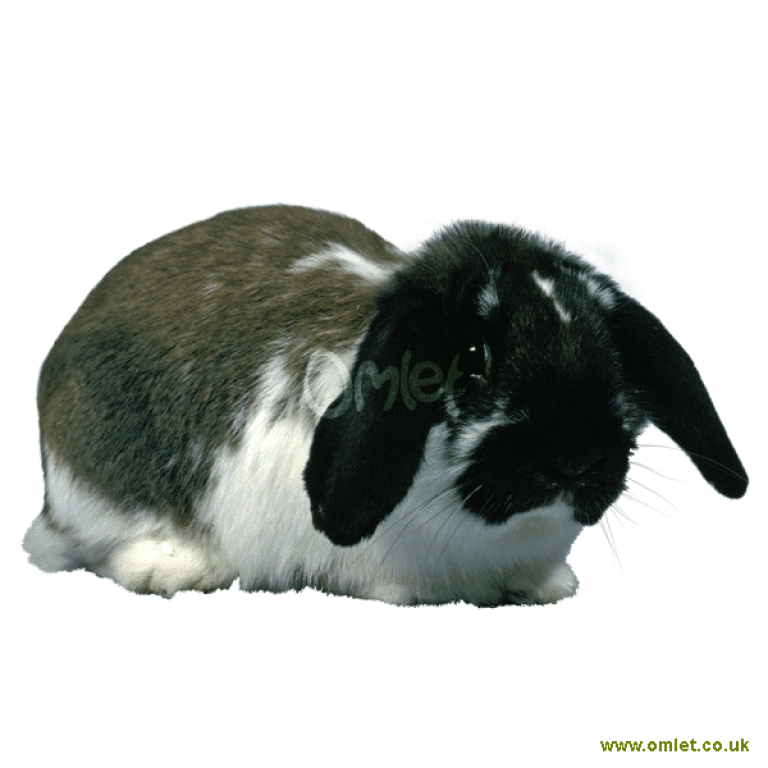 Black lop shop eared bunny
