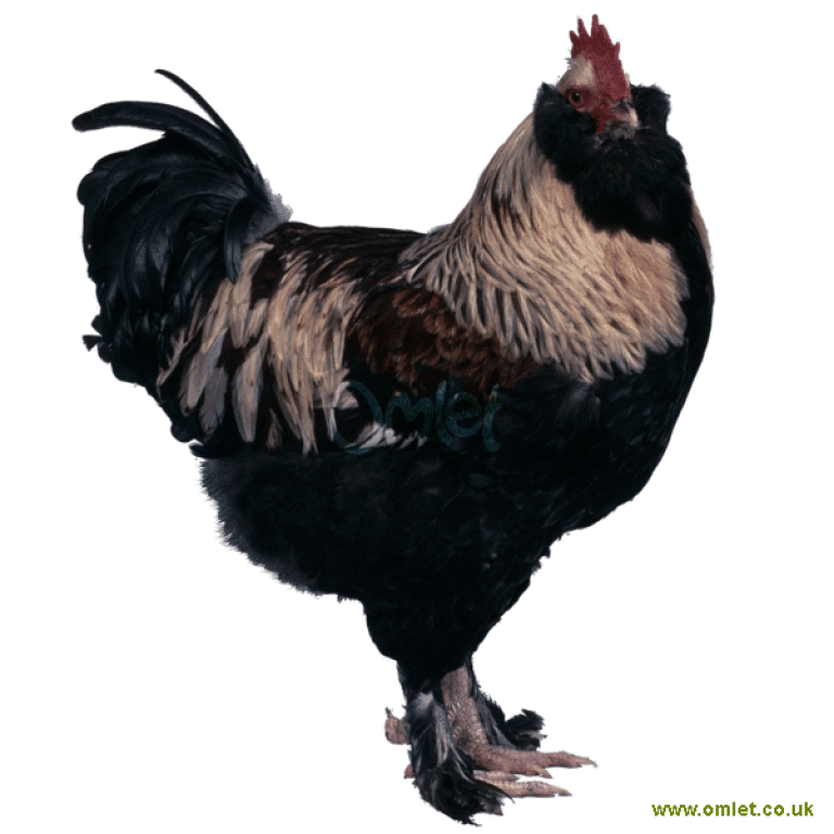 Faverolle Chickens Faverolle For Sale Chicken Breeds