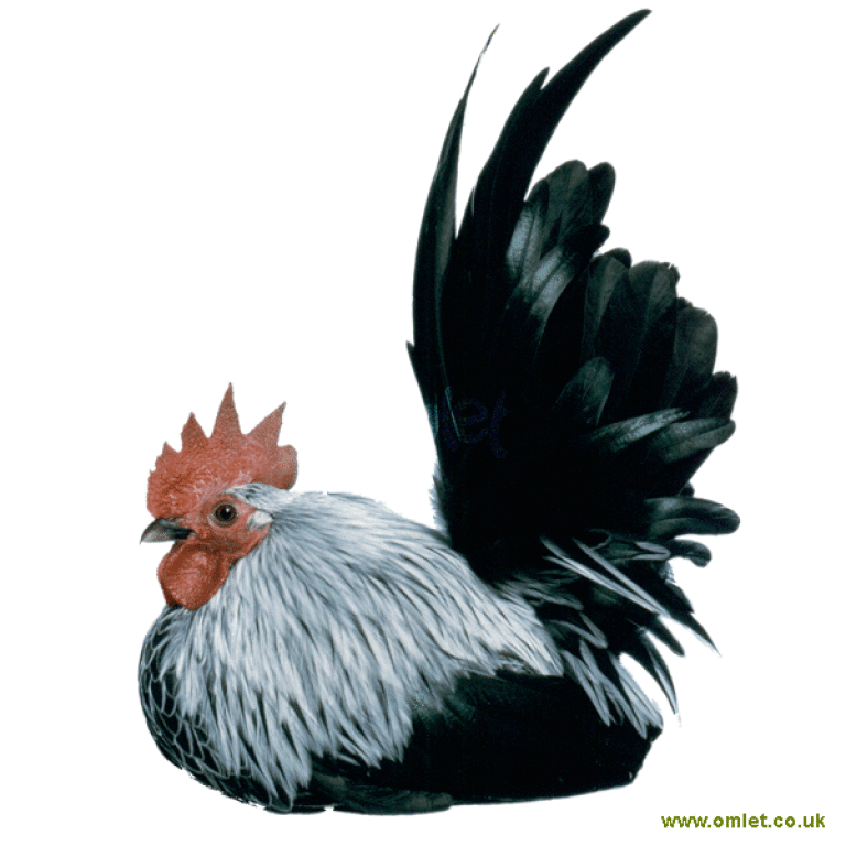 Japanese Bantam Chickens Japanese Bantam For Sale Chicken Breeds