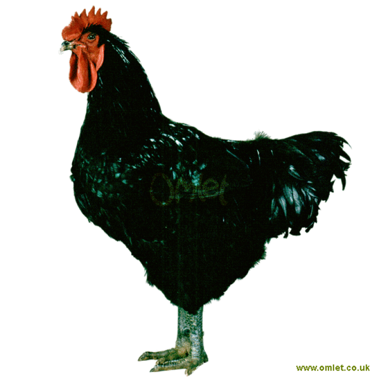 Jersey Giant Chickens Jersey Giant For Sale Chicken Breeds