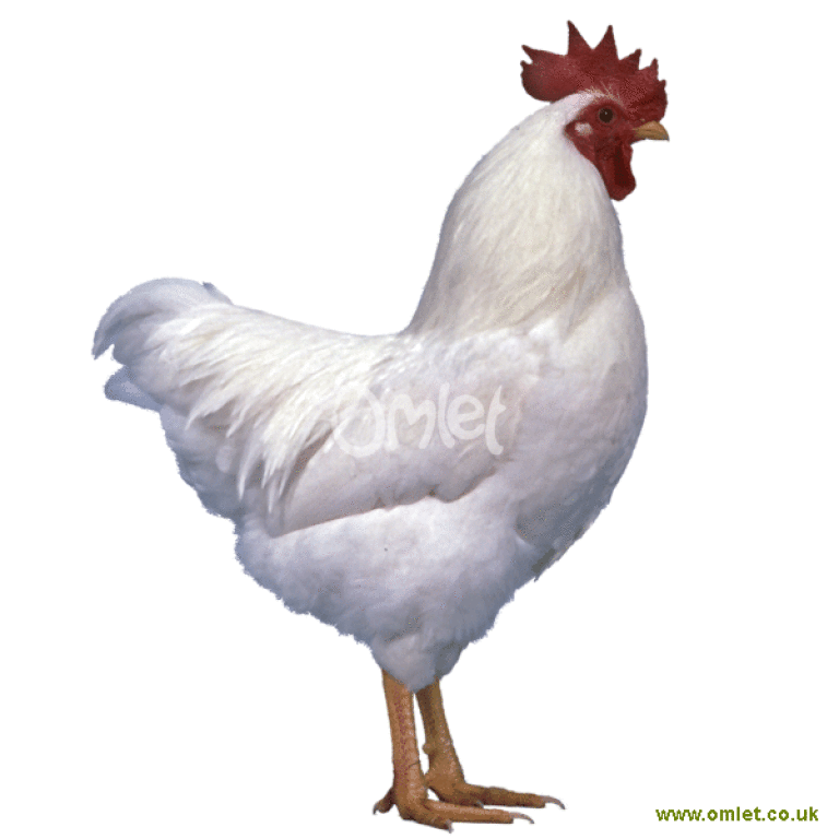White Plymouth Rock Chicken