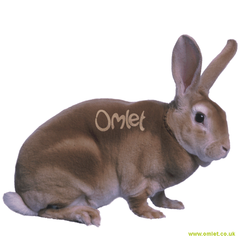 Orange Rex Rabbits | Orange Rex For Sale | Rabbit Breeds
