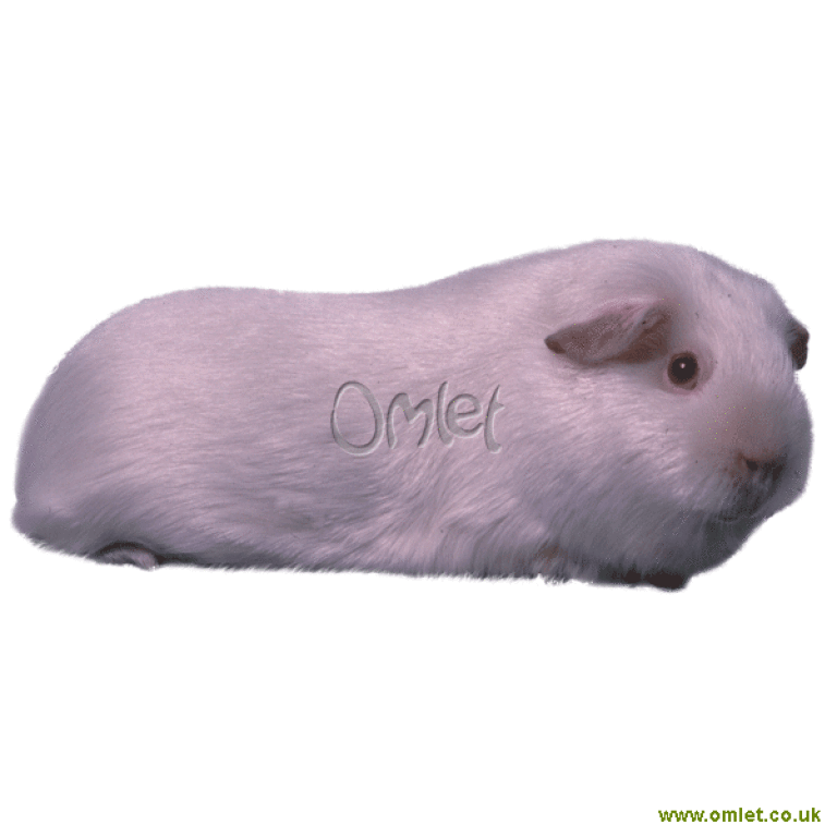 Satin guinea pig 2025