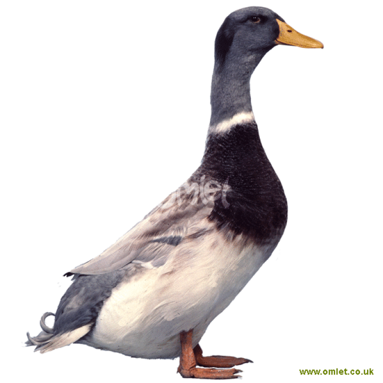 Saxony Ducks | Duck Breeds
