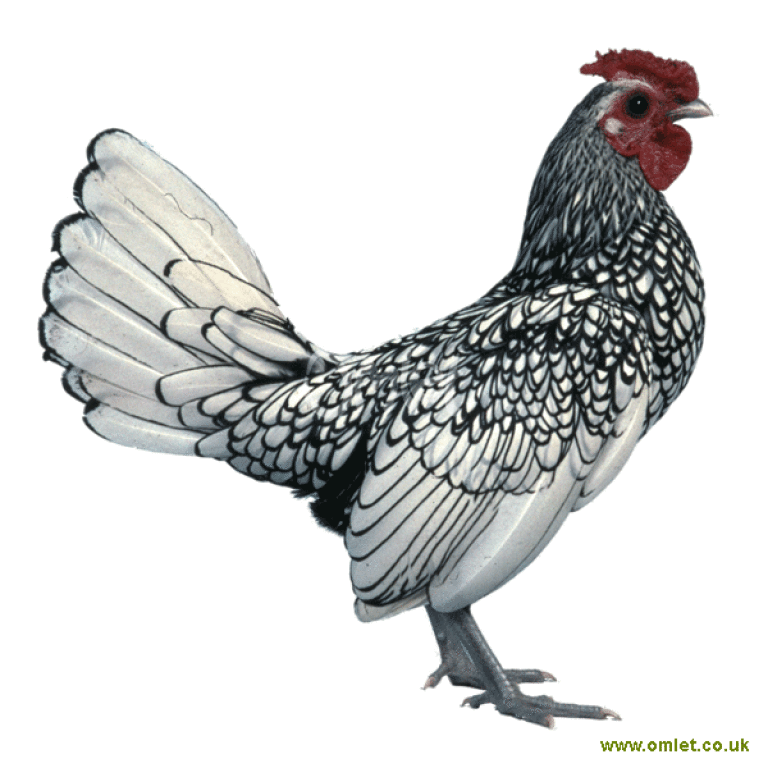 Sebright Chickens Sebright For Sale Chicken Breeds