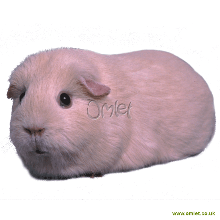 Self Guinea Pigs Self For Sale Guinea Pig Breeds
