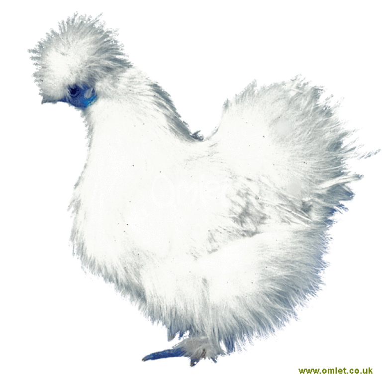Silkie Chickens | Silkie For Sale | Chicken Breeds