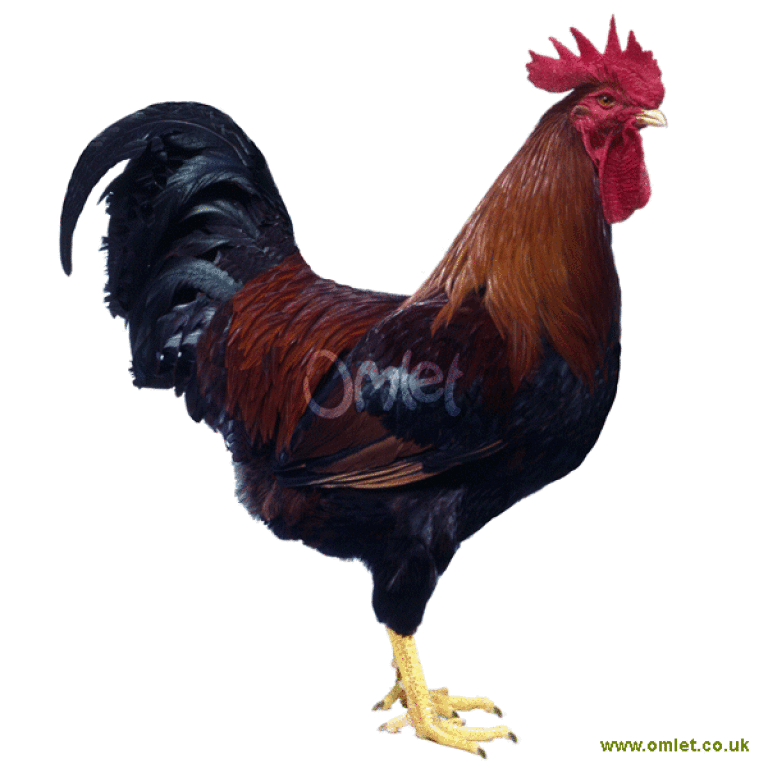 Welsummer Chickens | Welsummer For Sale | Chicken Breeds