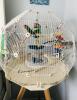 Awesome cage I absolutely adore and so does my Lovebird!!! 