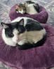 Best cat bed ever!