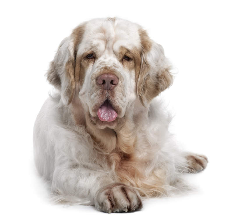 clumber spaniel temperament