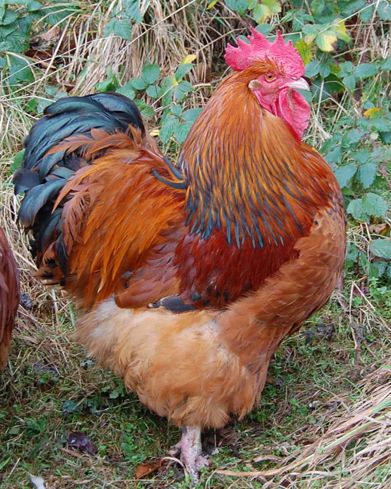 Orpington For Sale Chickens Breed Information Omlet