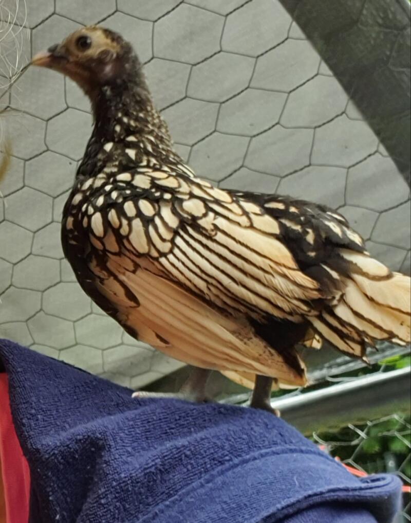 Sebright Chickens Sebright For Sale