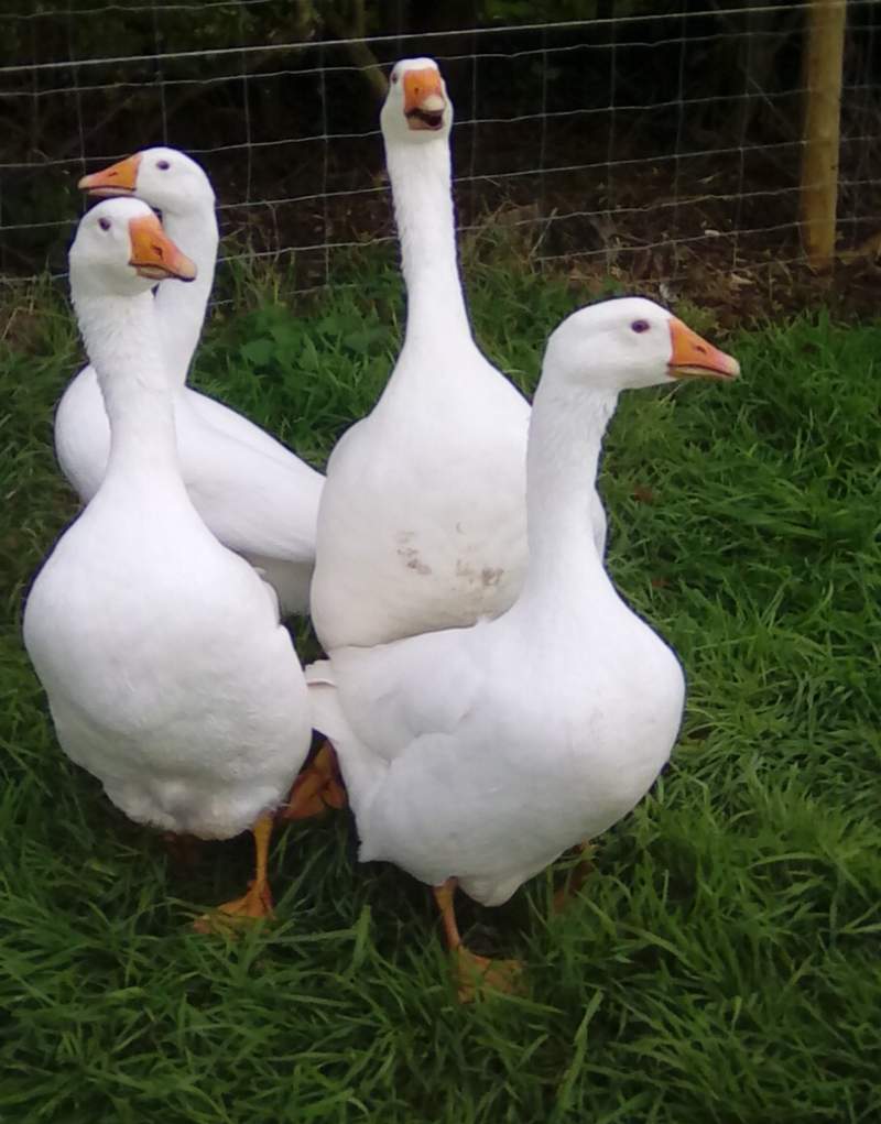 Embden Geese Embden For Sale
