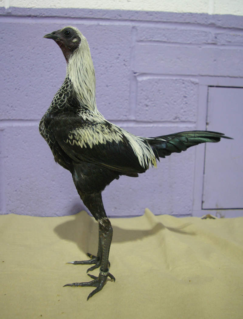 Modern Game For Sale Chickens Breed Information Omlet
