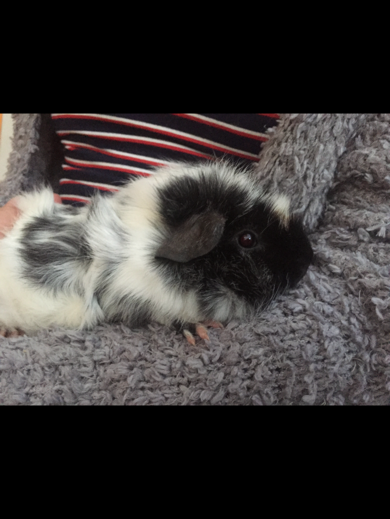 Abyssinian Guinea Pigs | Abyssinian For Sale