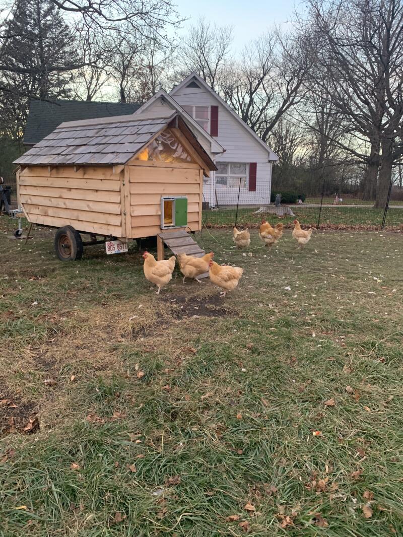 Automatic Chicken Coop Door Opener Green
