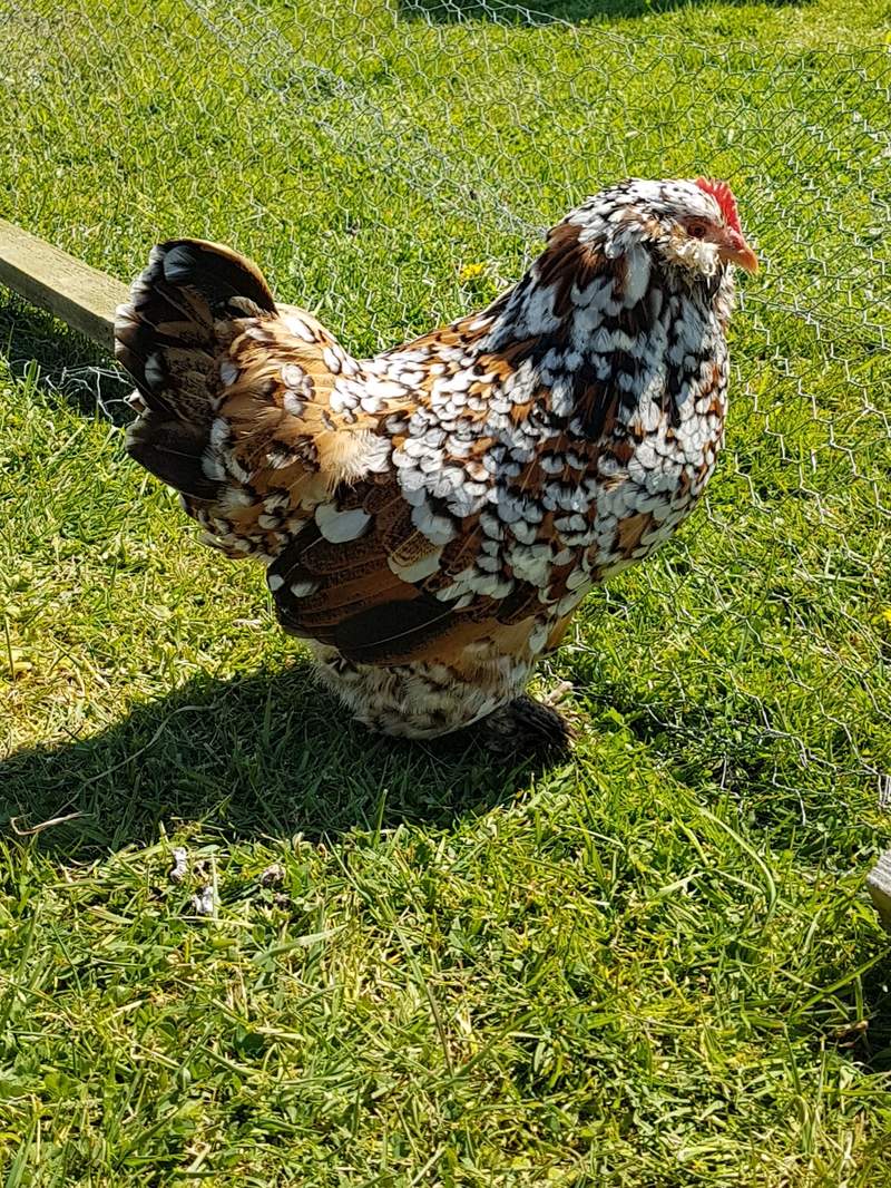 Barbu d Uccle For Sale Chickens Breed Information Omlet