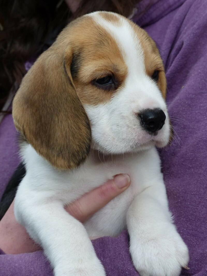 norwegian blue beagle