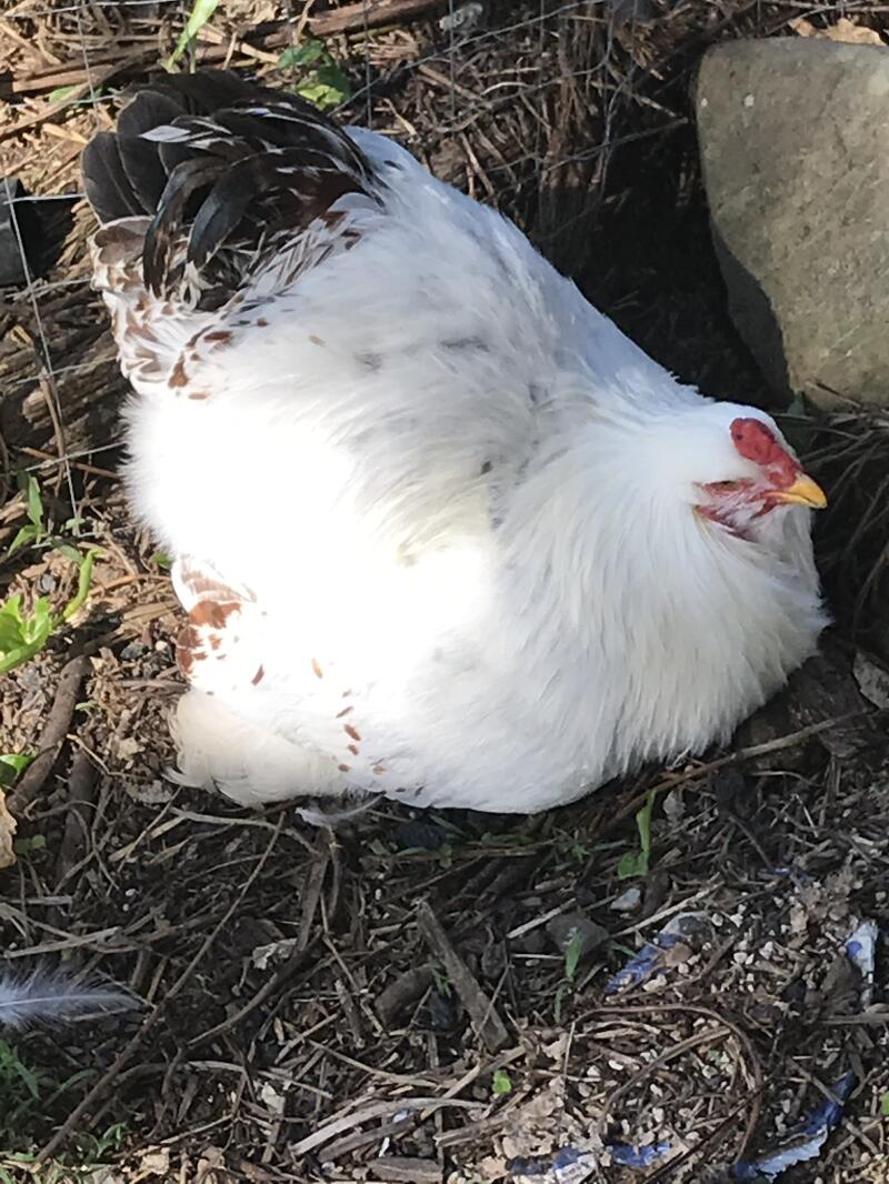 Brahma Chickens Brahma For Sale