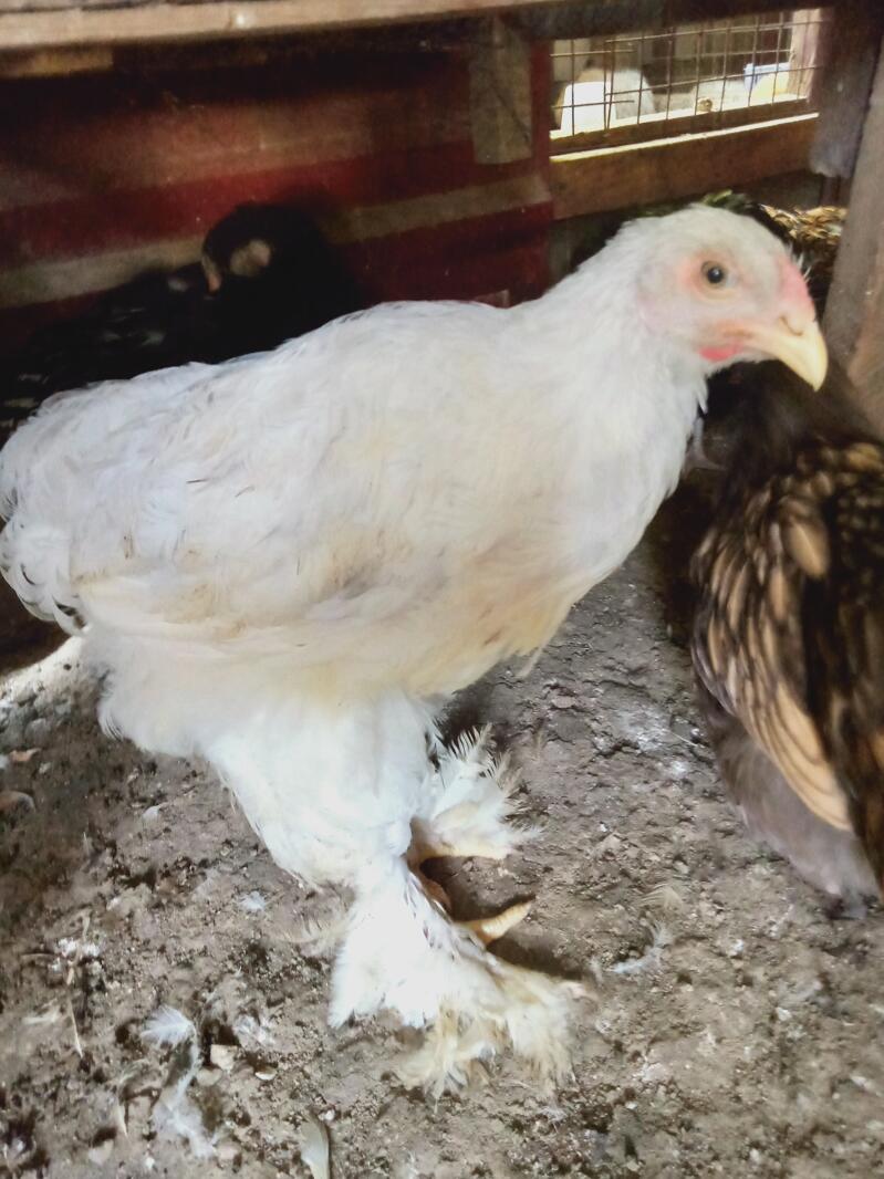 Brahma Chickens Brahma For Sale
