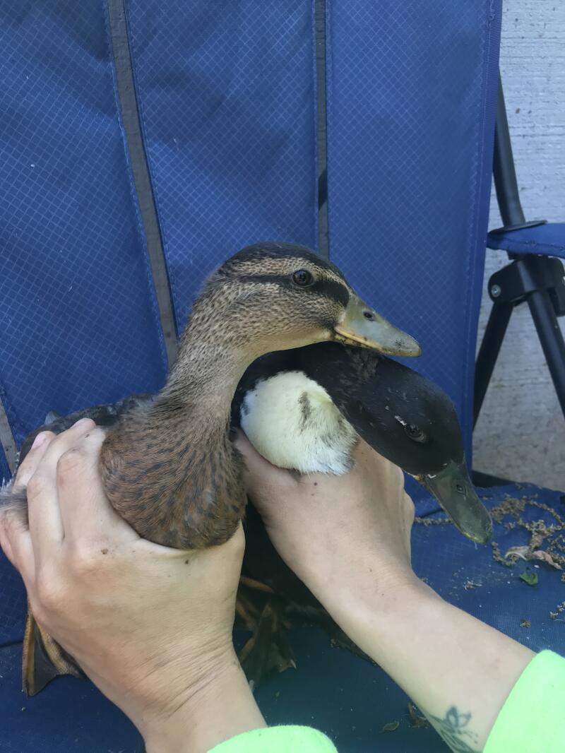 Call Duck Ducks Breed Information Omlet