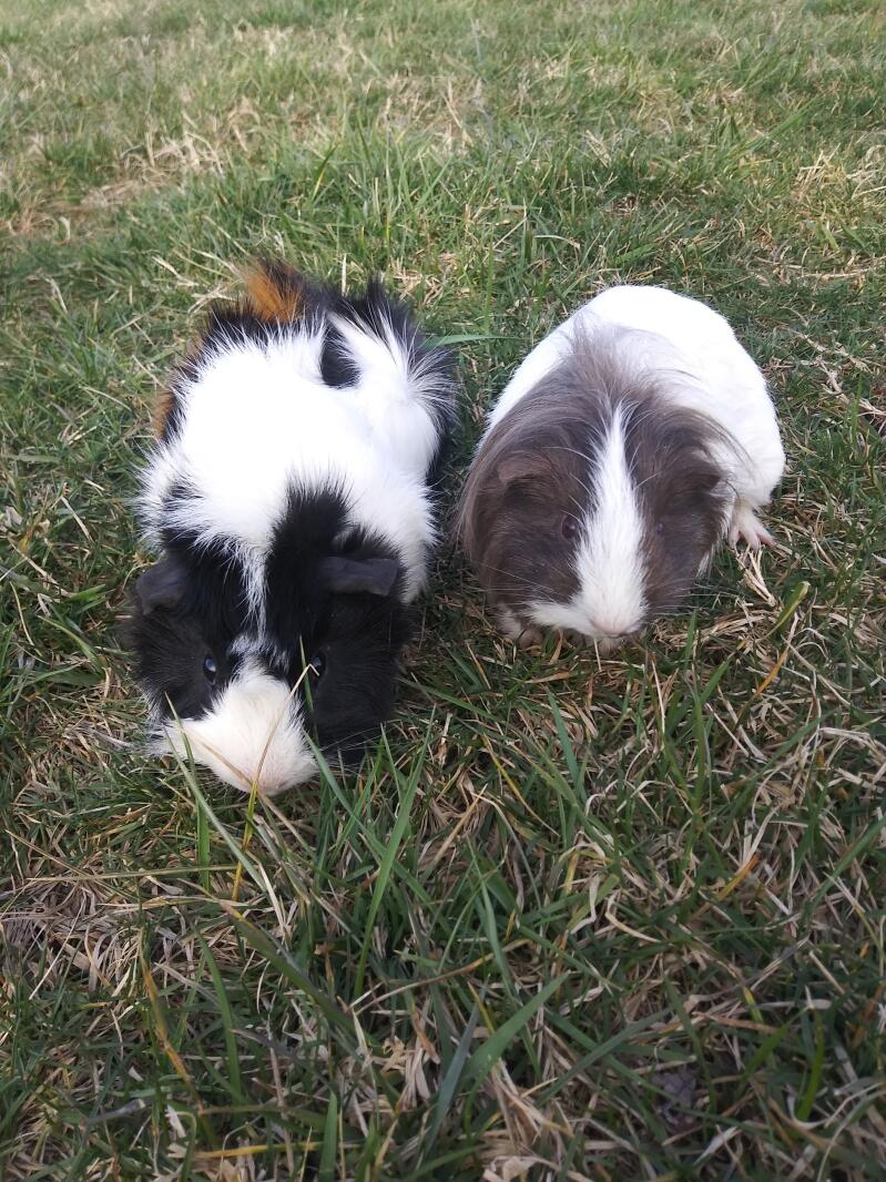 Guinea Pigs For Sale