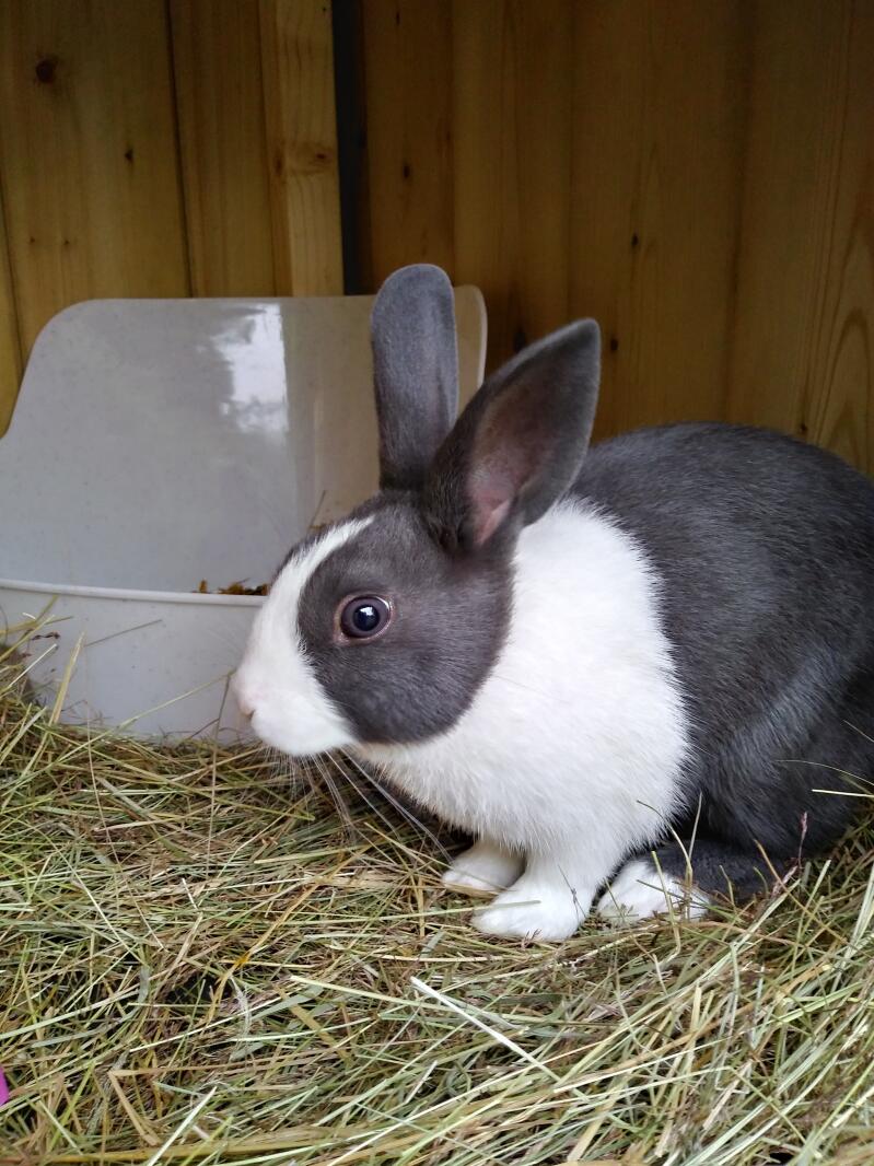 Dutch For Sale | Rabbits | Breed 