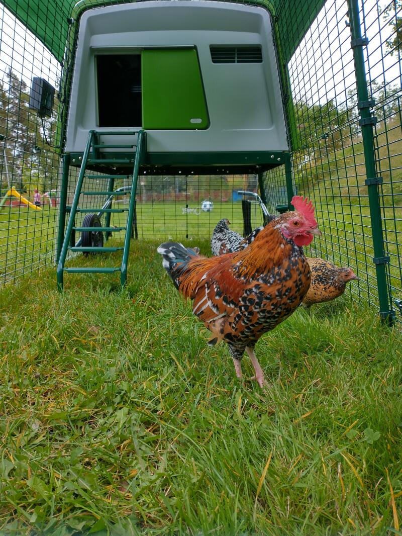 Large Eglu Cube Chicken Coop with Runs Easy to Clean Safe Hen House