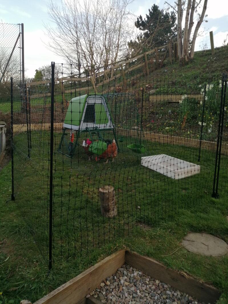 Verified Reviews for Eglu Go UP Chicken Coop Frame and Ladder Omlet