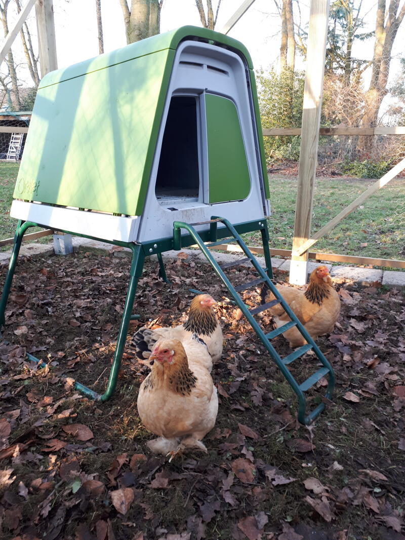 Portable Chicken Coop Eglu Go UP Chicken Coops, Walk in Chicken