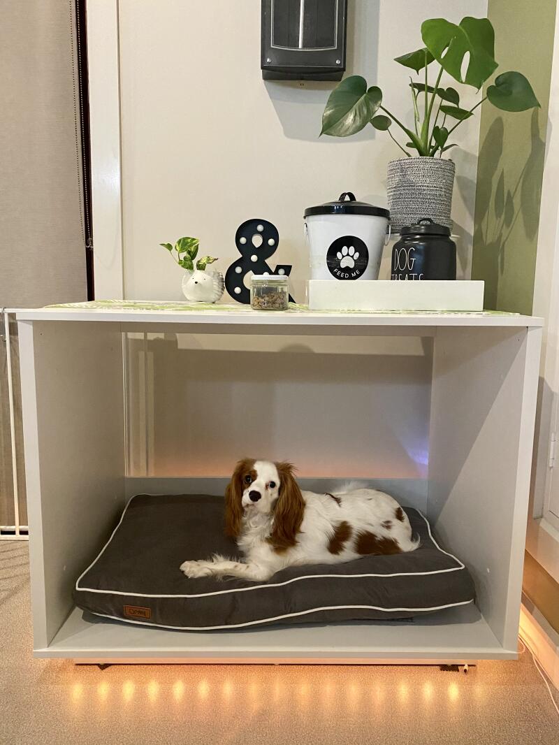 dog bed under desk