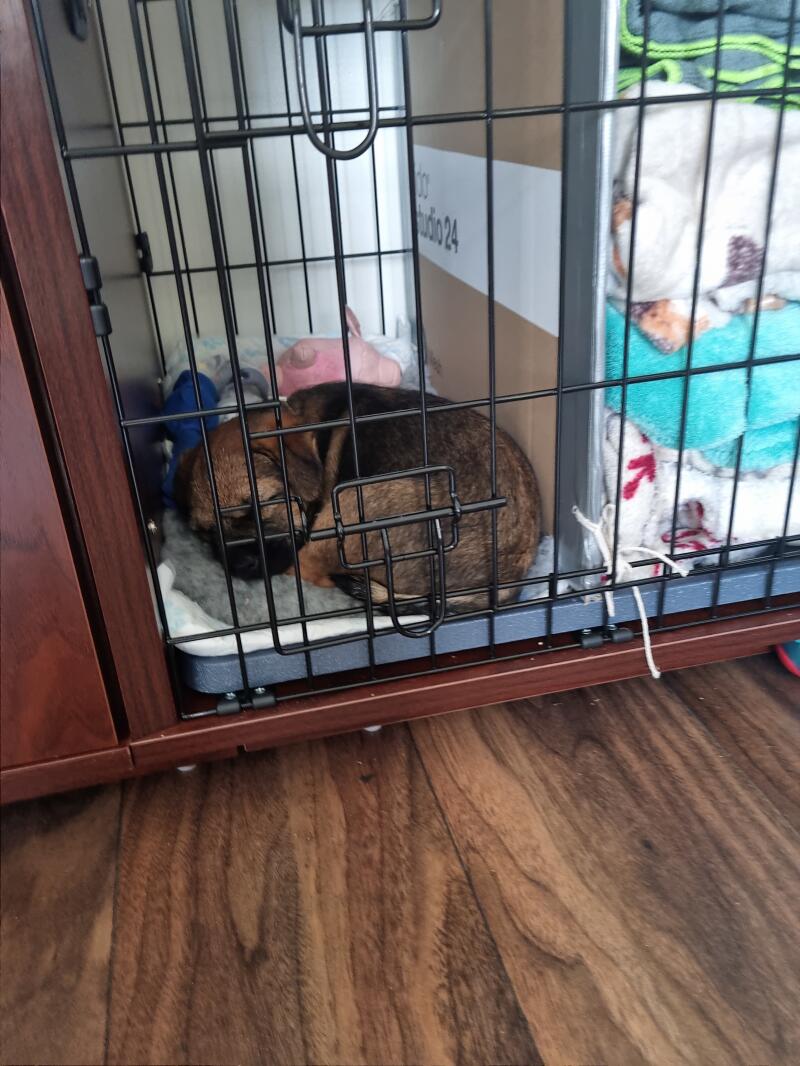 Omlet Fido Studio Dog Crates, Dog Beds, Dog Toys and more Omlet