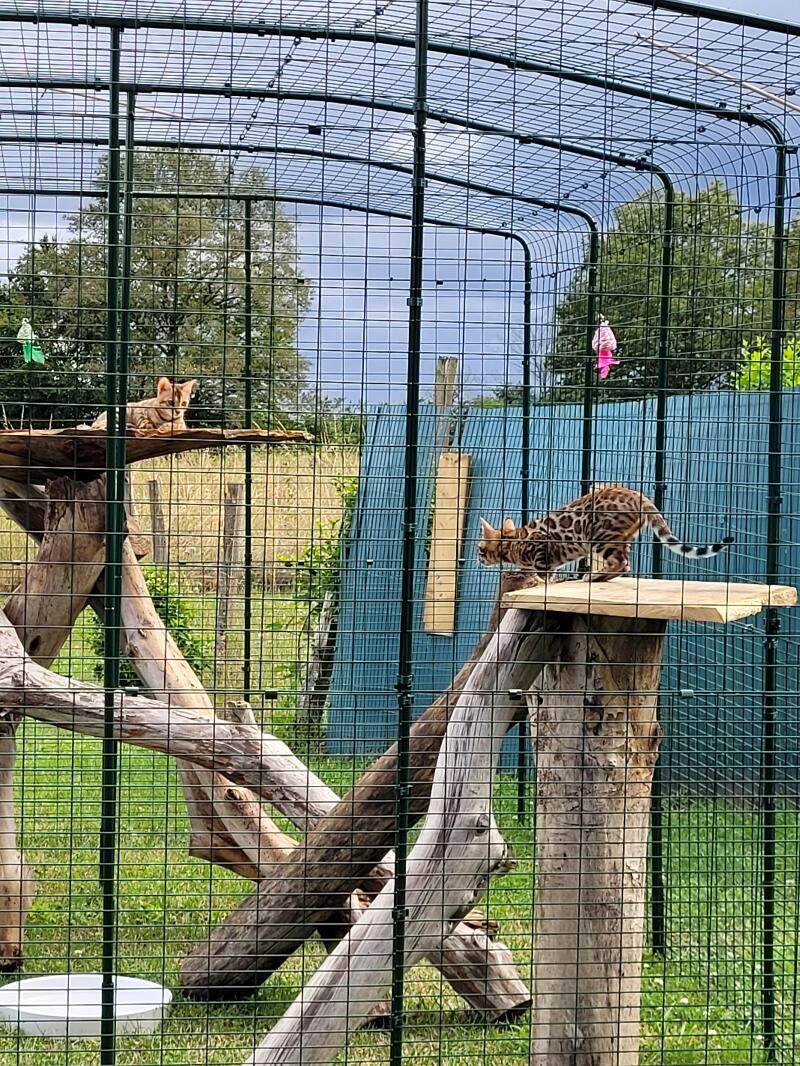 big cat enclosures