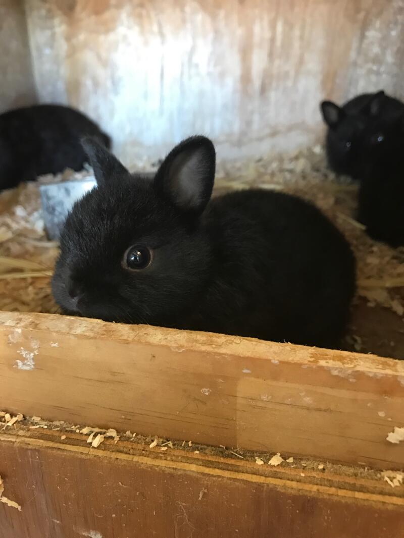 dwarf rabbit cost