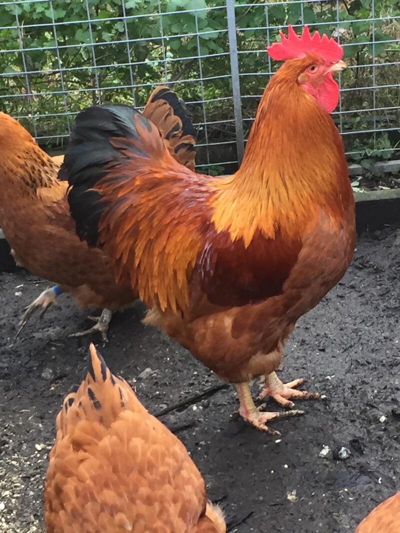new jersey red chickens