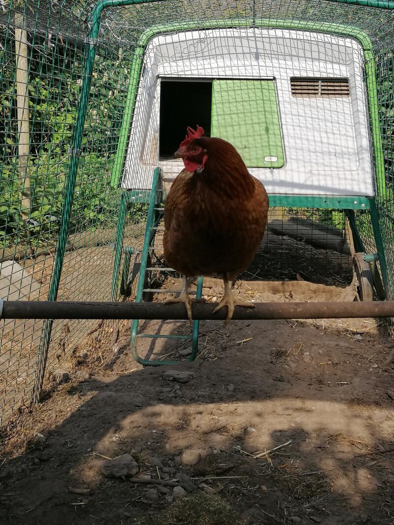Omlet The Omlet Chicken Perch Chicken Coops, Walk in Chicken Runs