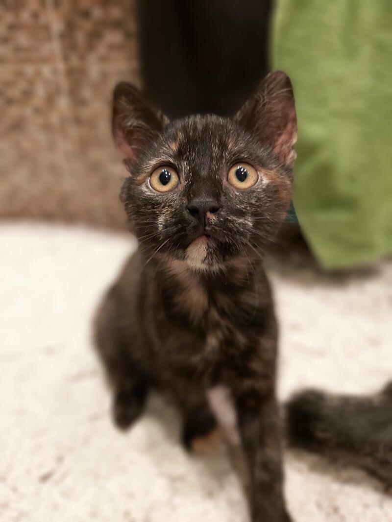 Oriental Tortie Cats Breed Information Omlet Oriental Tortie Cats Breed Information Omlet