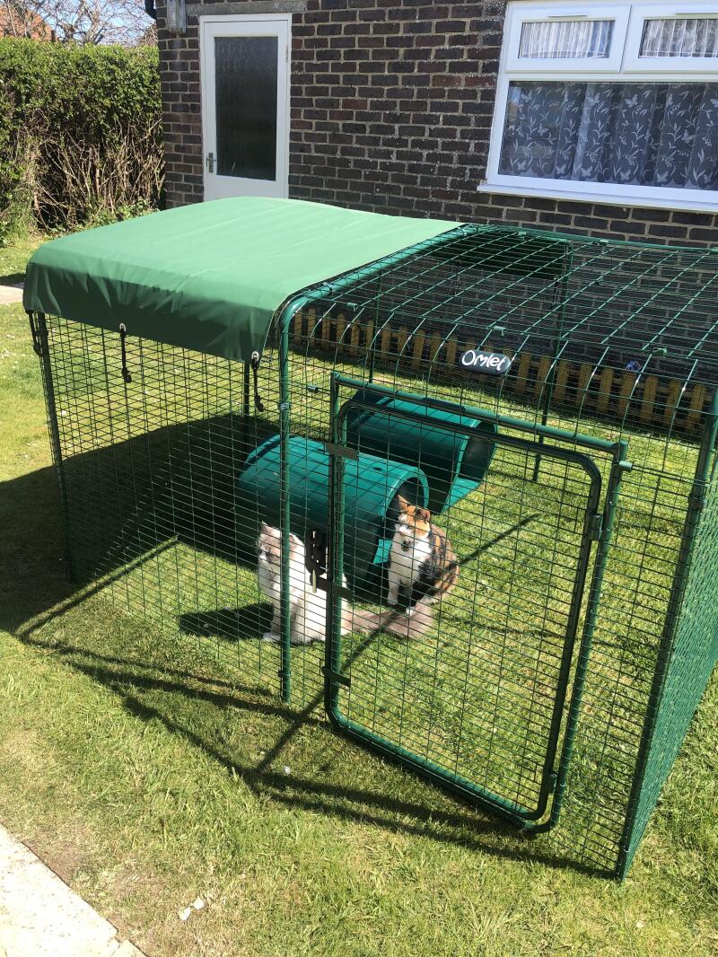 outdoor cat runner outdoor cat runner