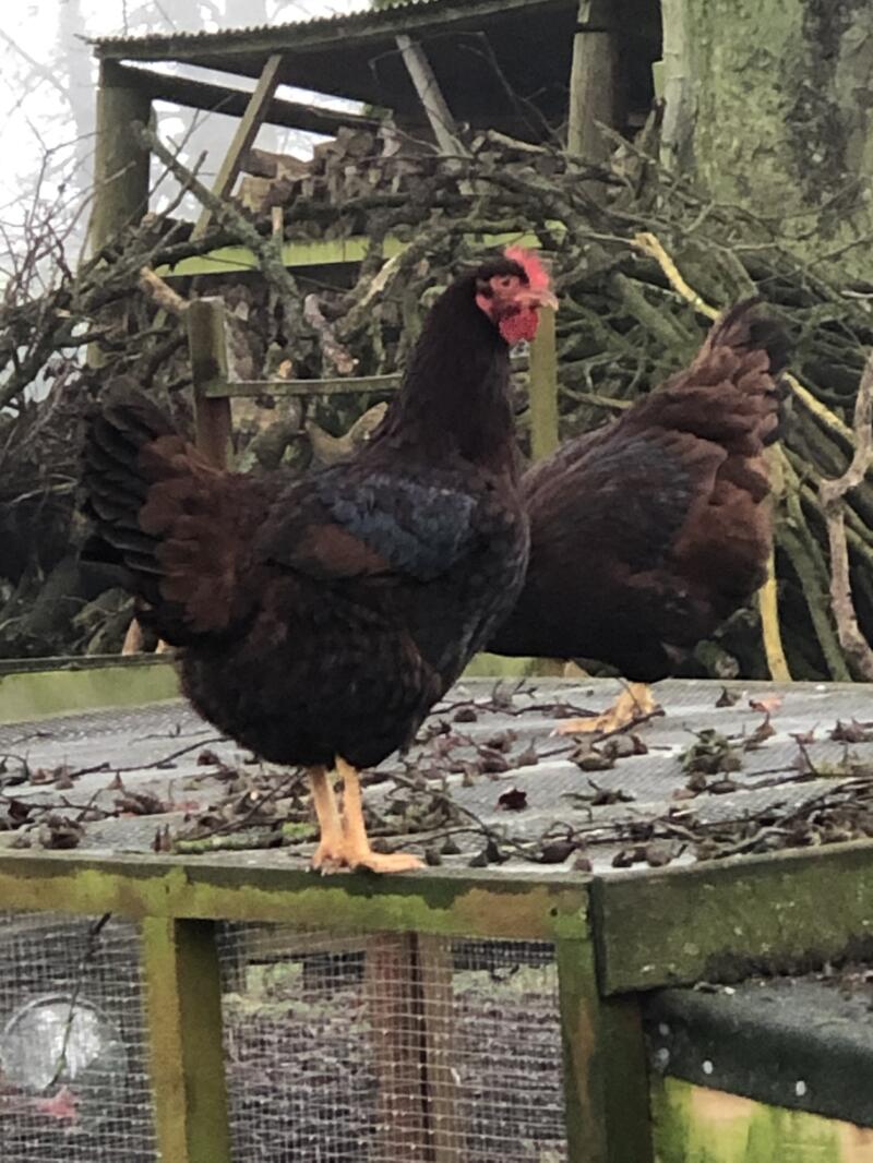 Rhode Island Red Chickens Rhode Island Red For Sale