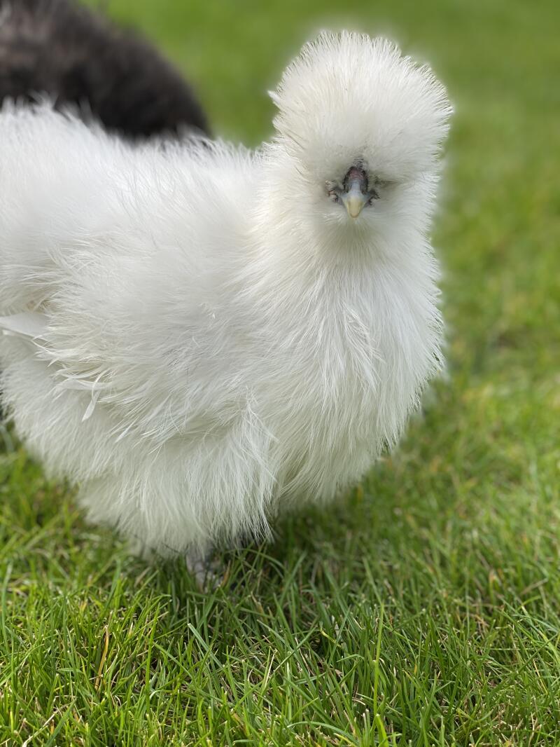 Silkie Chickens | Silkie For Sale